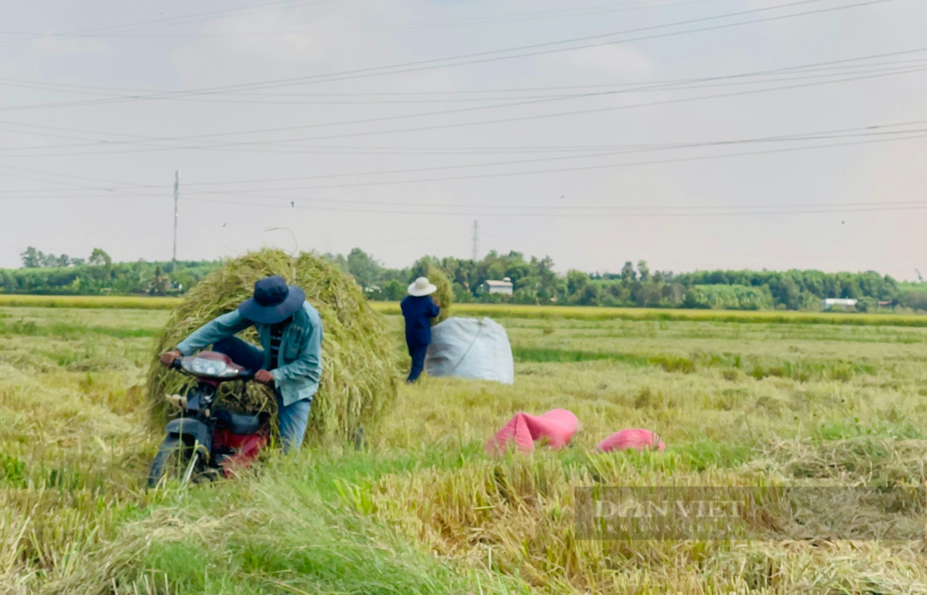 Ảnh: Nhộn nhịp vụ lúa Đông Xuân bội thu ở Đồng Nai - Ảnh 8.
