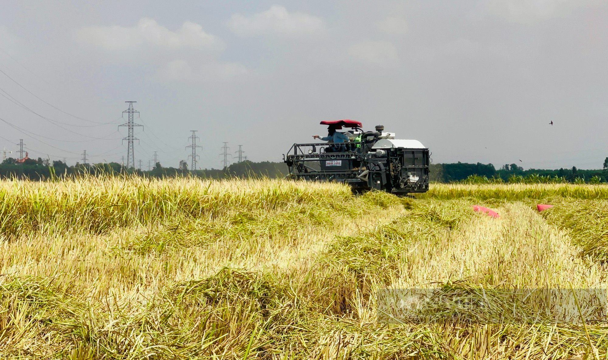 Ảnh: Nhộn nhịp vụ lúa Đông Xuân bội thu ở Đồng Nai - Ảnh 11.