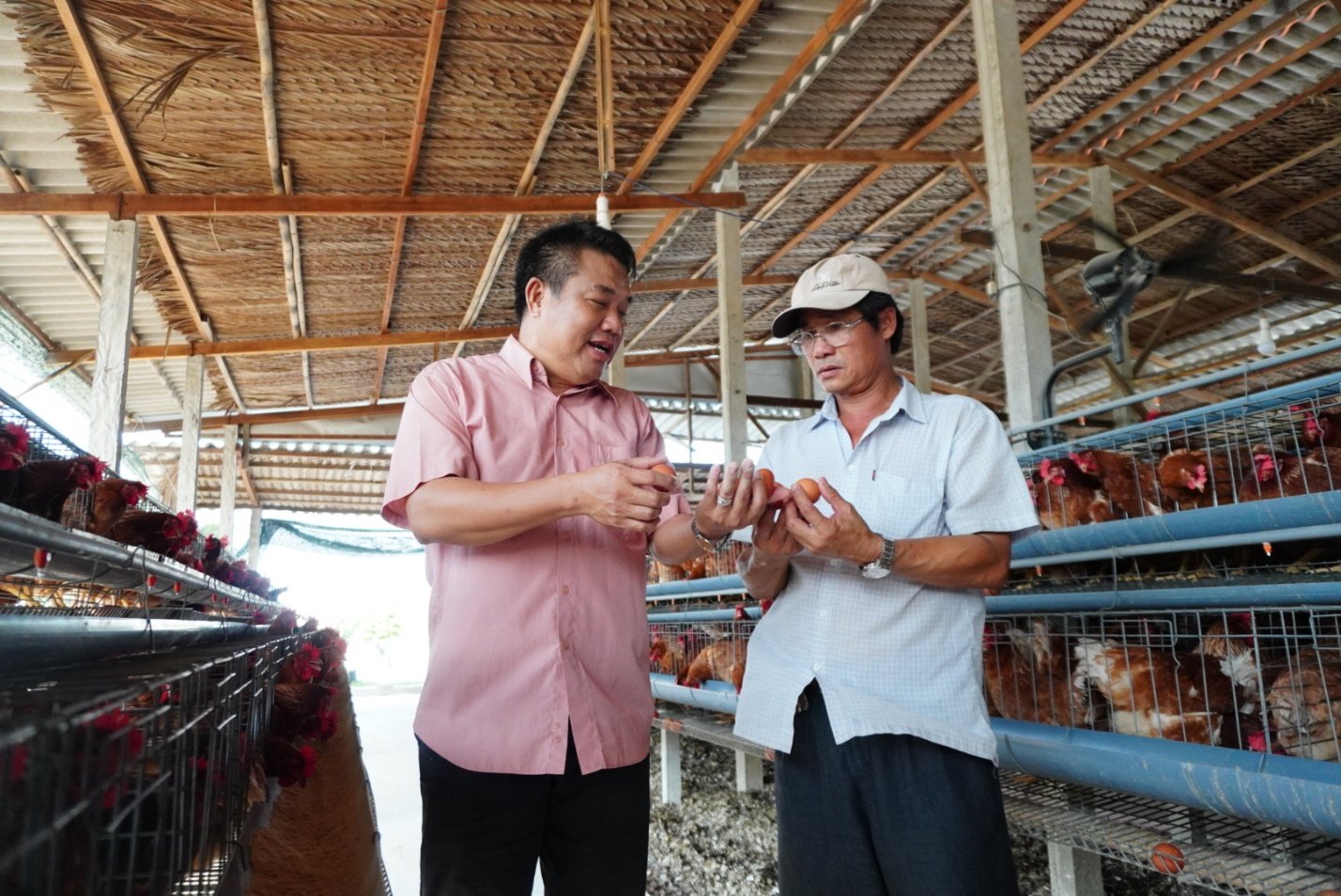 Chăn nuôi liên kết thành công tại Cần Đước, Long An  - Ảnh 2.