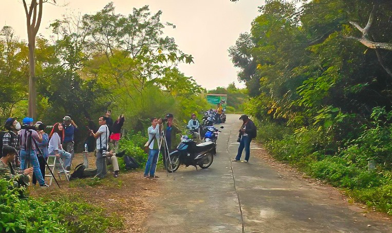 Hoa lim xẹt đua nhau nở rộ, phủ vàng khoảng trời Sơn Trà - Ảnh 5.