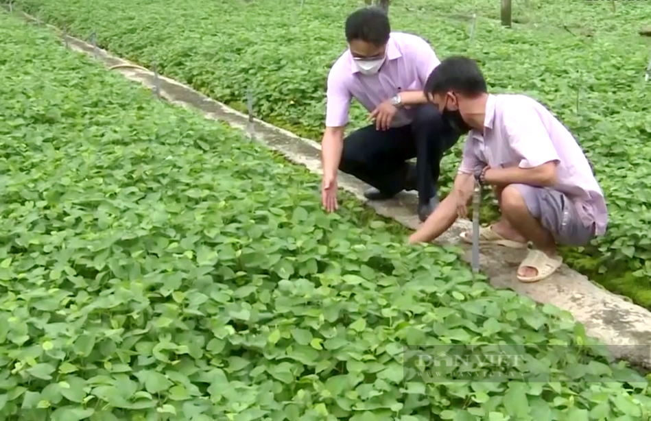 Trồng loại rau tanh tao khó ngửi, nhưng thương lái giành mua không kịp cắt, nông dân vùng này phất lên ngoạn mục - Ảnh 1.
