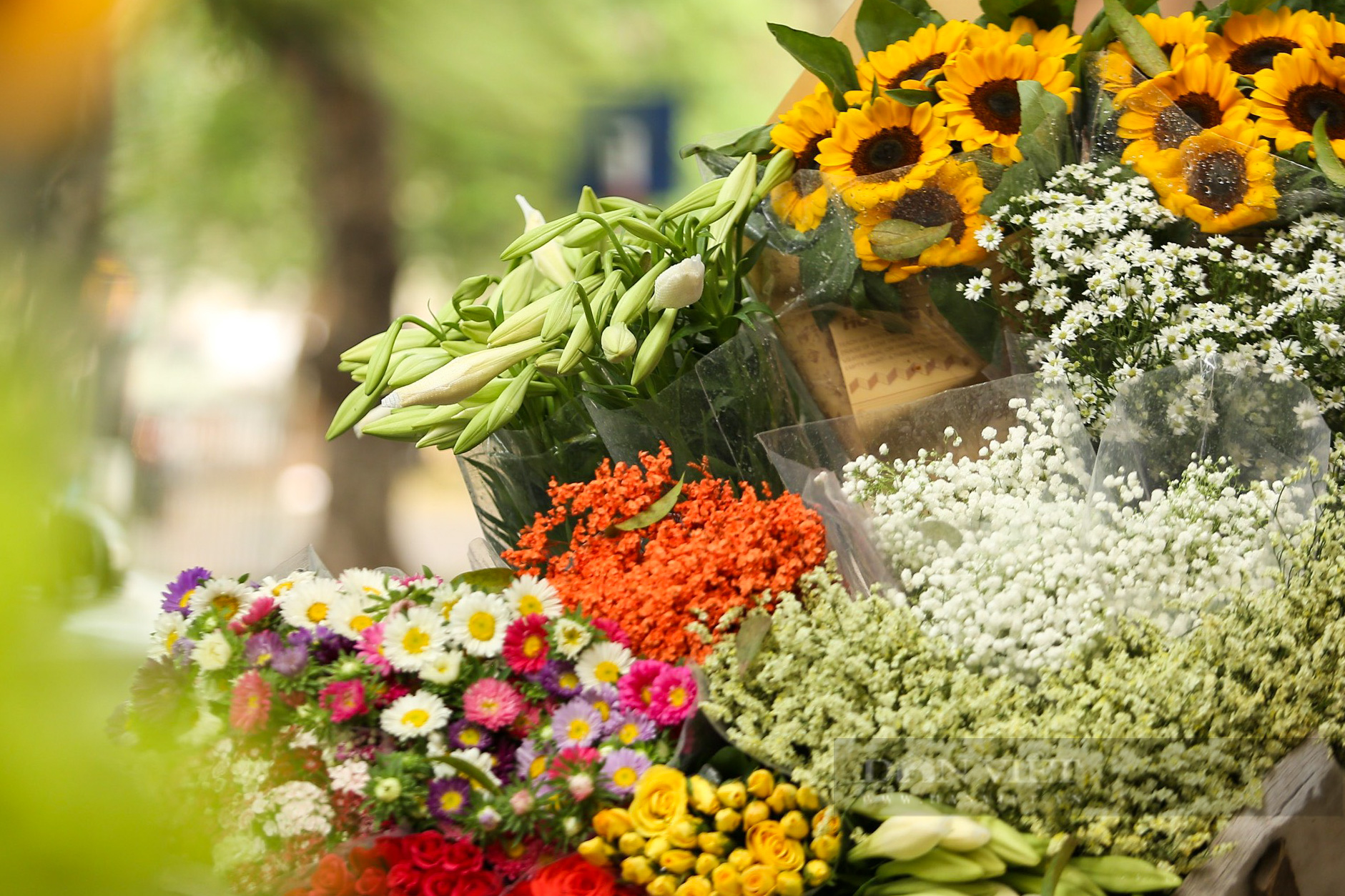 Hoa loa kèn bung nở, nông dân Hà Nội thu hàng chục triệu mỗi ngày - Ảnh 11.