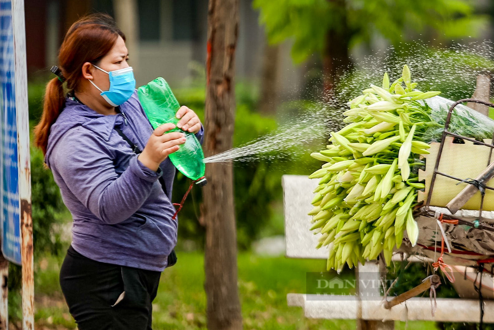 Hoa loa kèn bung nở, nông dân Hà Nội thu hàng chục triệu mỗi ngày - Ảnh 13.