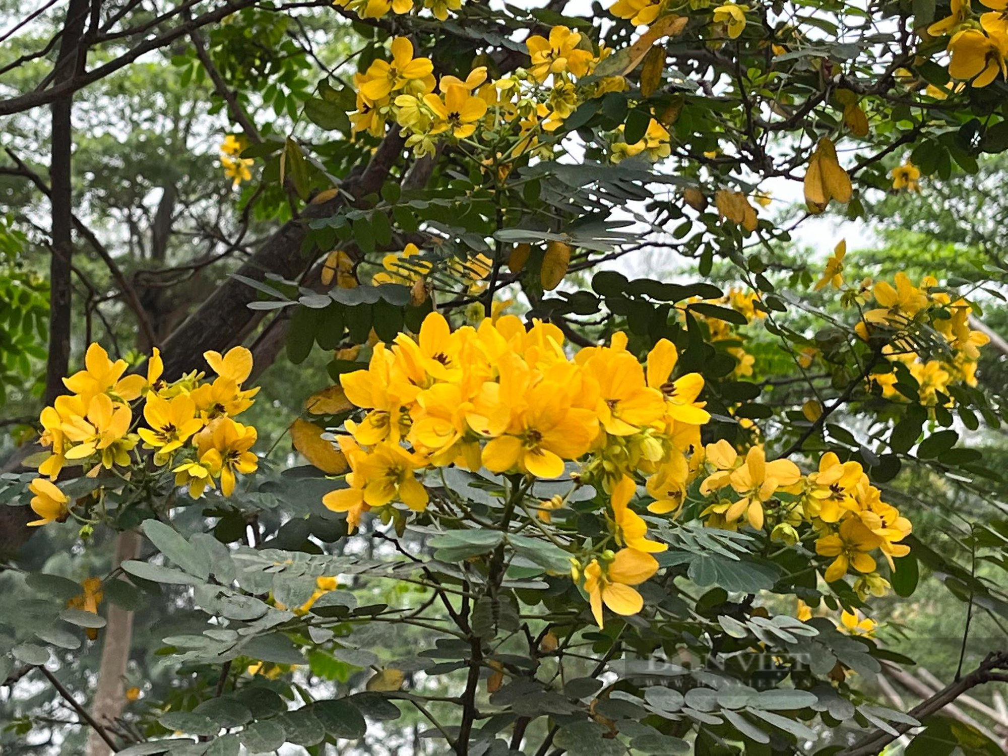 Giới trẻ mê mẩn trước sắc hoa muồng nở rực, lung linh bên hồ Thành Công - Ảnh 3.