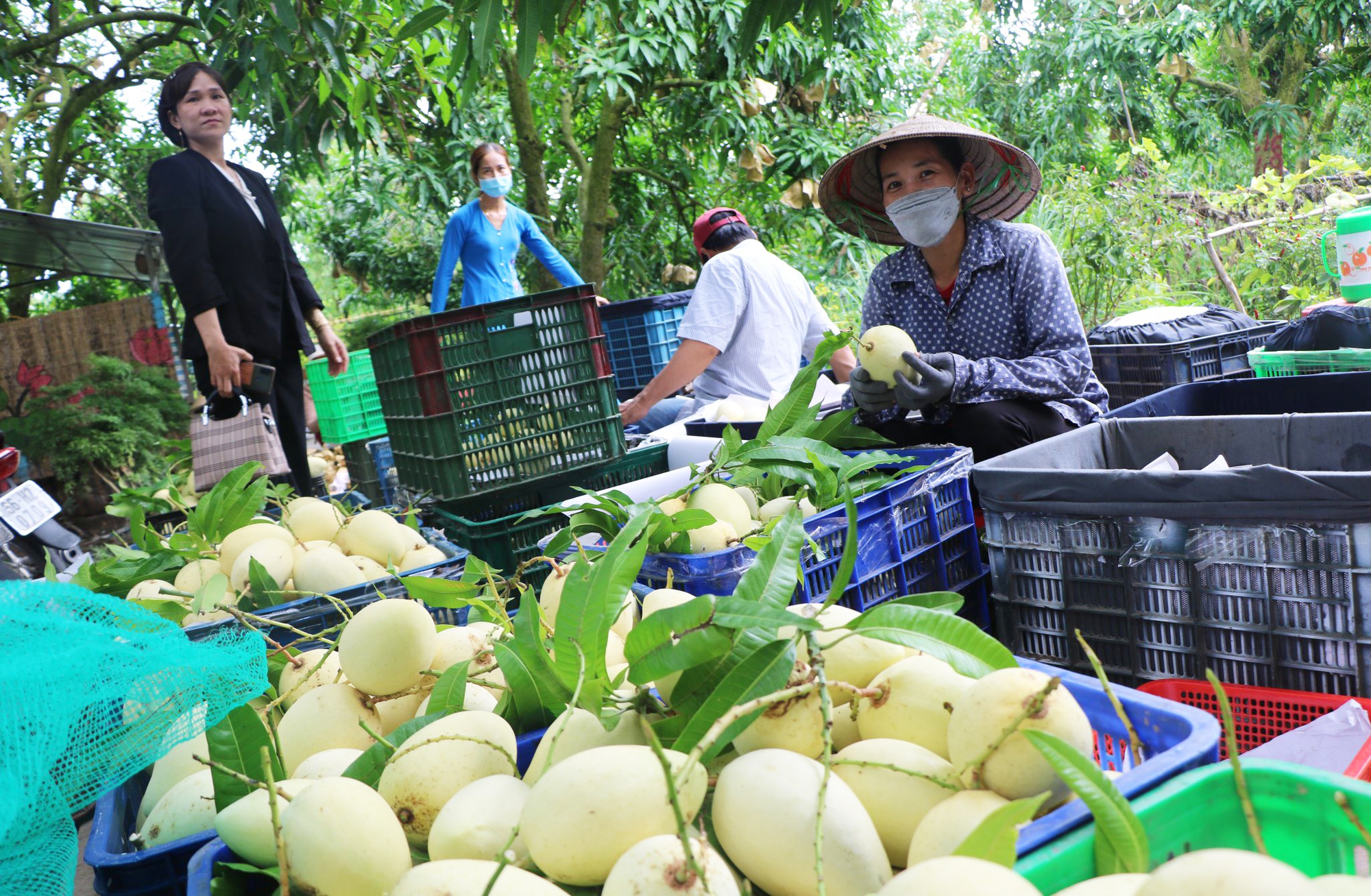 Sắp diễn ra lễ hội Xoài Đồng Tháp năm 2023 - Ảnh 1.