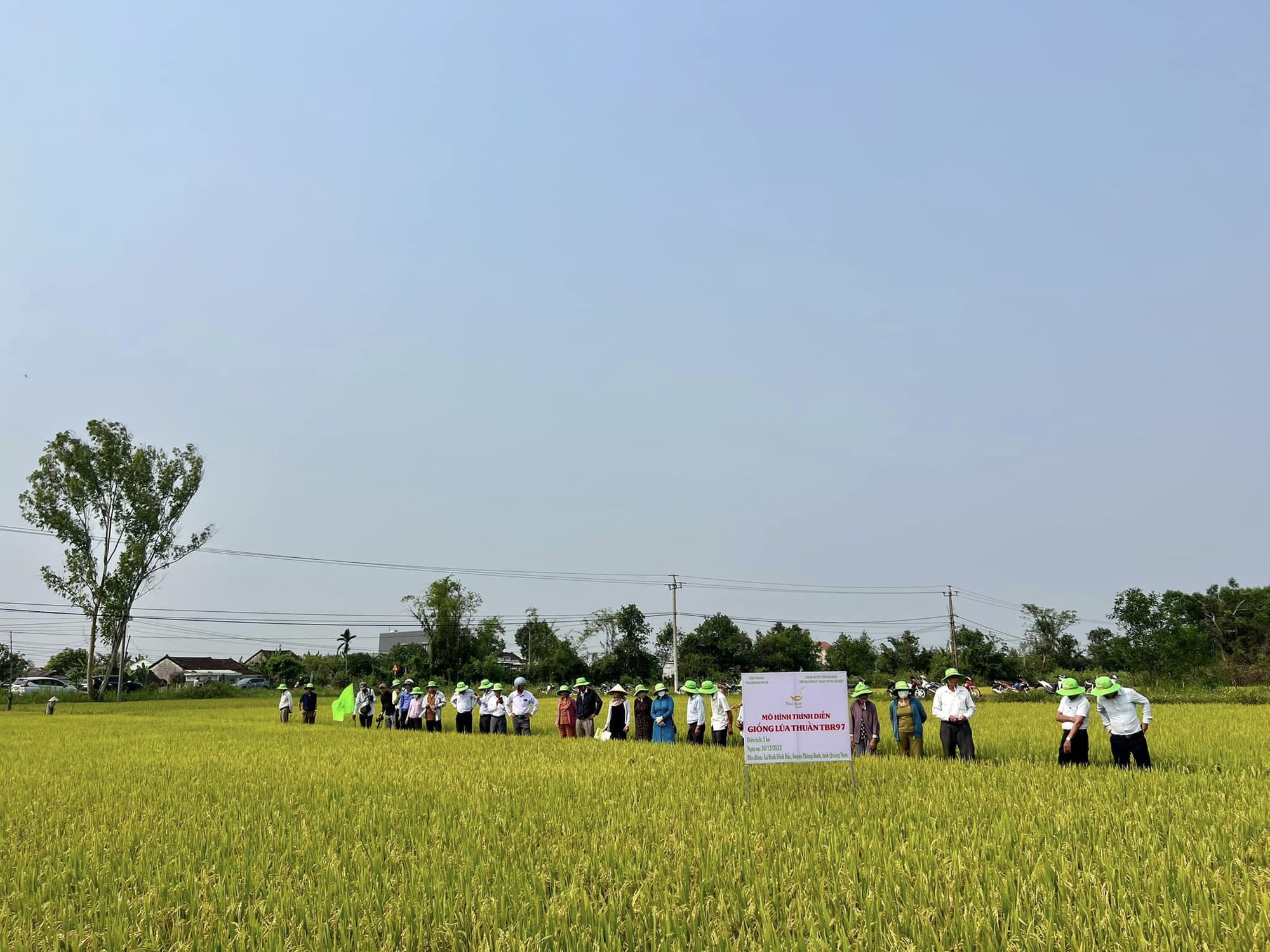 Giống lúa TBR97 của ThaiBinh Seed trồng rất nhàn - nông dân Quảng Nam mê mẩn - Ảnh 1.