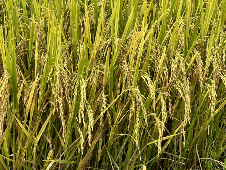 Giống lúa TBR97 của ThaiBinh Seed trồng rất nhàn - nông dân Quảng Nam mê mẩn - Ảnh 2.