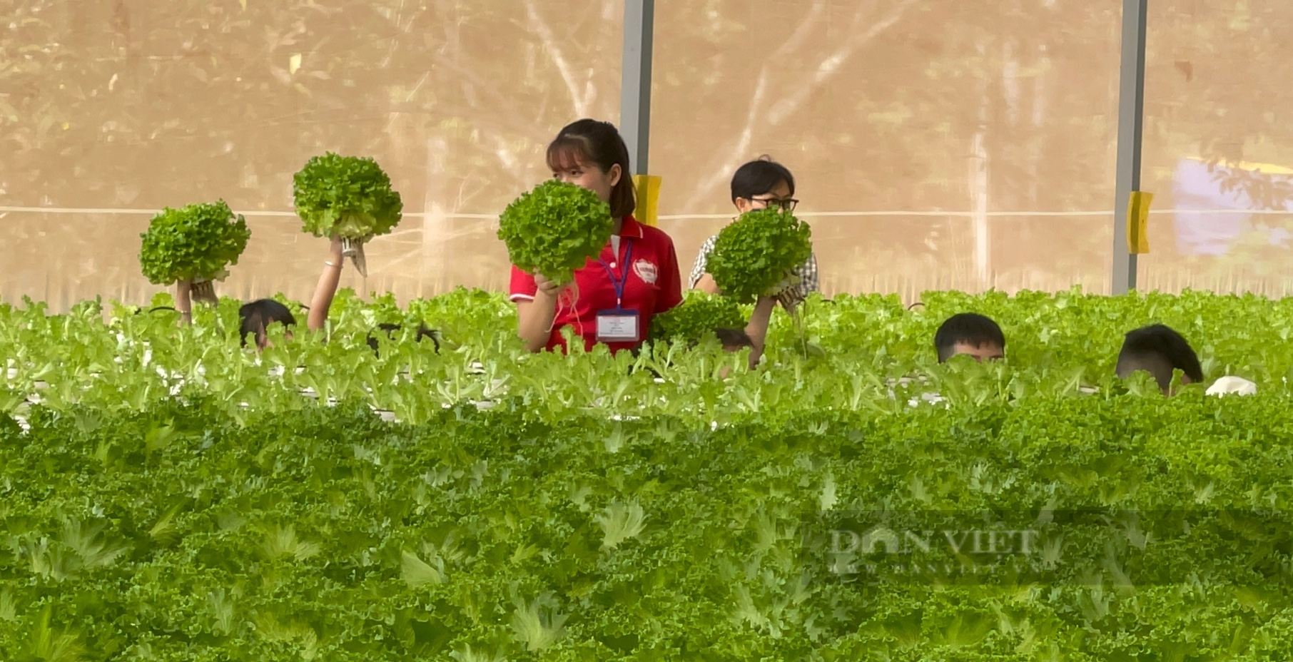 Đồng Nai: Ông chủ trang trại rau thủy canh, mới khởi nghiệp đã loay hoay tìm đầu ra cho rau sạch - Ảnh 8.