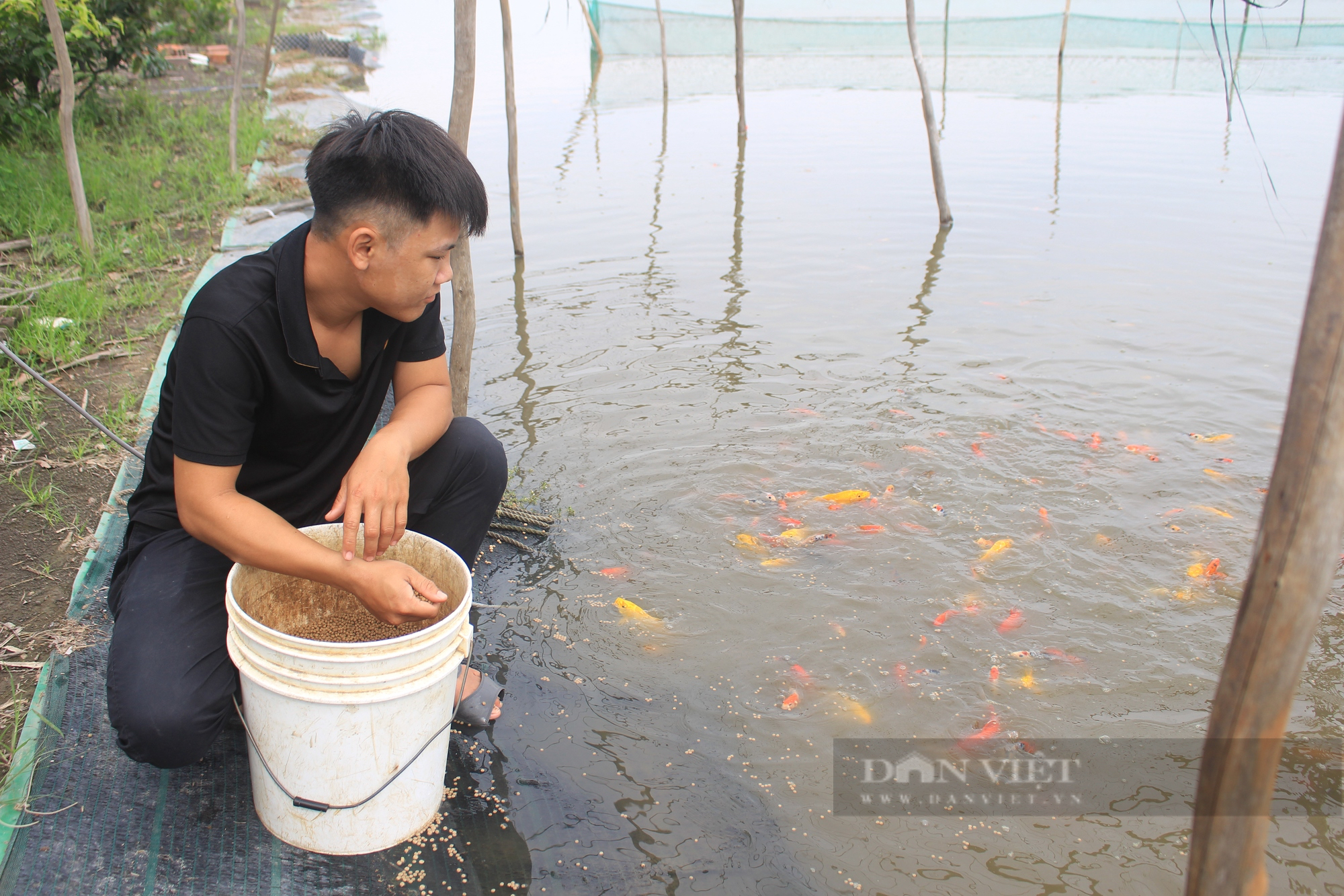 Là 1 trong 6 cây con chủ lực của TP.HCM, cá cảnh đang gặp khó - Ảnh 1.