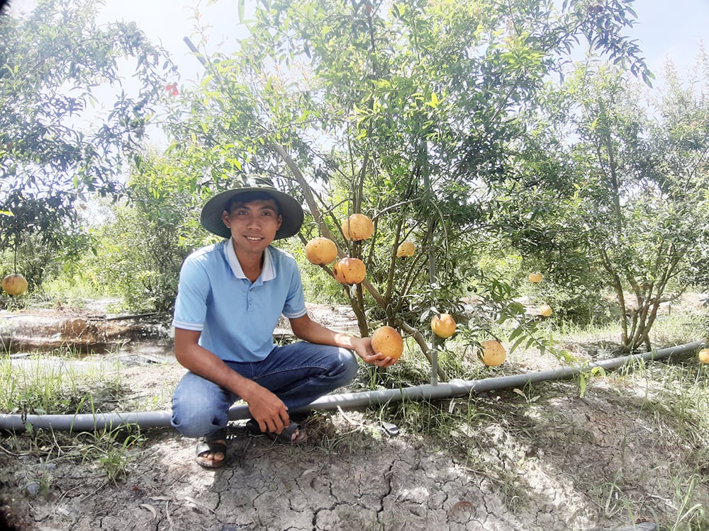 Trồng một loại cây ra quả vàng hạt đỏ xuất xứ từ Peru, anh nông dân An Giang phát tài - Ảnh 1.