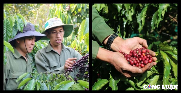 9X khởi nghiệp với nỗ lực đưa cà phê Việt Nam ra thế giới - Ảnh 2. 9X khởi nghiệp với nỗ lực đưa cà phê Việt Nam ra thế giới - Ảnh 2.