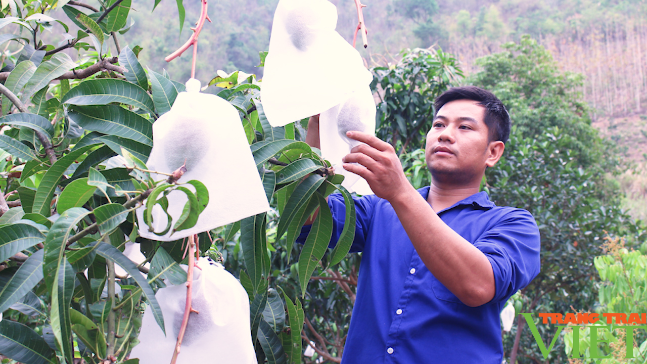 Sơn La: Linh hoạt nhiều phương án tiêu thụ, xuất khẩu trái cây - Ảnh 2. Sơn La: Linh hoạt nhiều phương án tiêu thụ, xuất khẩu trái cây - Ảnh 2.