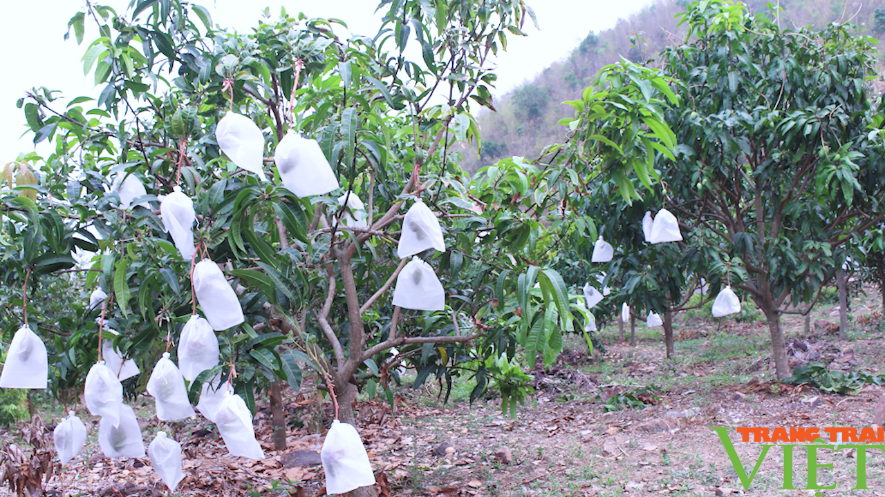 Sơn La: Linh hoạt nhiều phương án tiêu thụ, xuất khẩu trái cây - Ảnh 3. Sơn La: Linh hoạt nhiều phương án tiêu thụ, xuất khẩu trái cây - Ảnh 3.