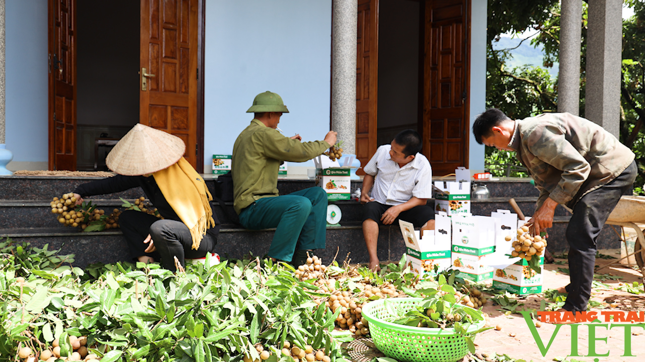 Sơn La: Linh hoạt nhiều phương án tiêu thụ, xuất khẩu trái cây - Ảnh 5. Sơn La: Linh hoạt nhiều phương án tiêu thụ, xuất khẩu trái cây - Ảnh 5.