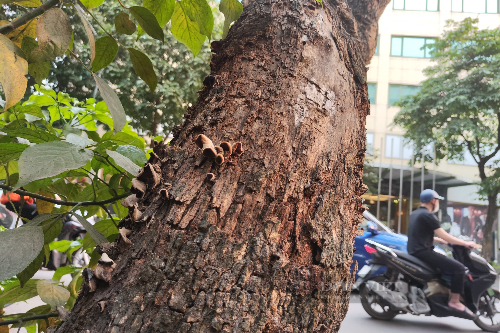 Quận Hoàn Kiếm: Ẩn họa từ những cây xanh chết khô chưa được chặt bỏ - Ảnh 4.
