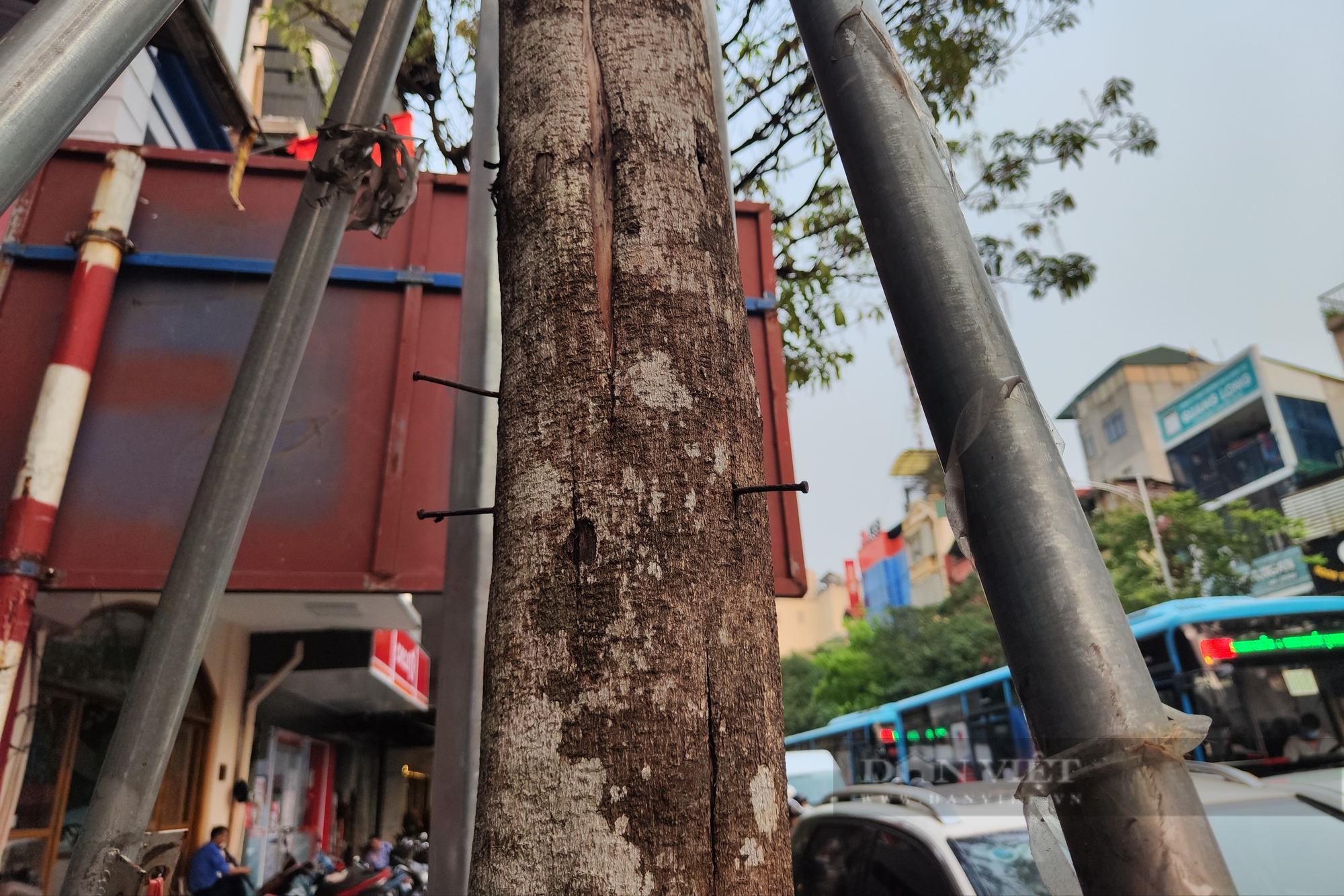 Quận Hoàn Kiếm: Ẩn họa từ những cây xanh chết khô chưa được chặt bỏ - Ảnh 6.