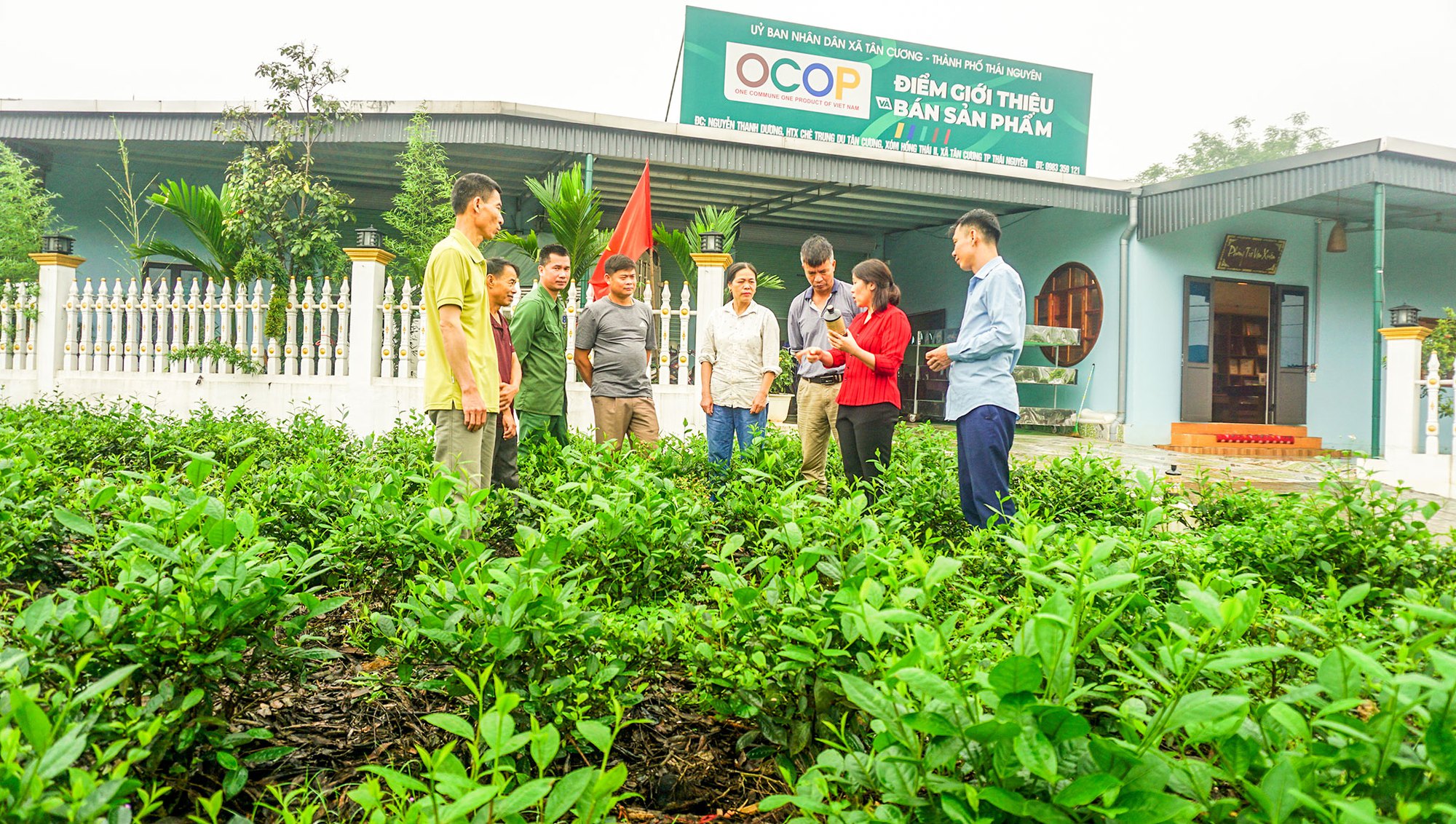 Thái Nguyên triển khai 40ha chè hữu cơ theo tiêu chuẩn Việt Nam - Ảnh 1.