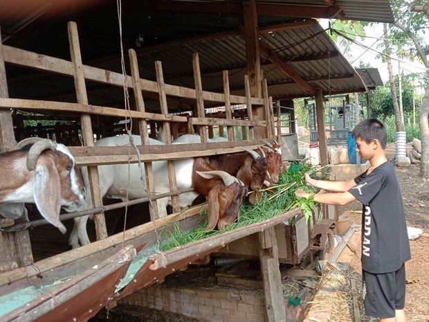 Cây tiêu hết thời, dân Bình Phước bỏ bê để nuôi dê, nay dê mất giá, liệu con dê thời đã hết? - Ảnh 1.