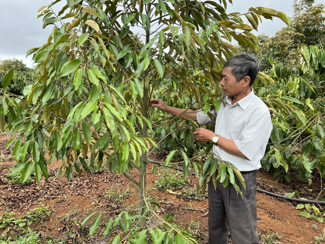 Chặt hồ tiêu, cà phê, trồng sầu riêng, chanh dây, mạnh ai nấy làm, chạy theo phong trào ở Tây Nguyên - Ảnh 1.