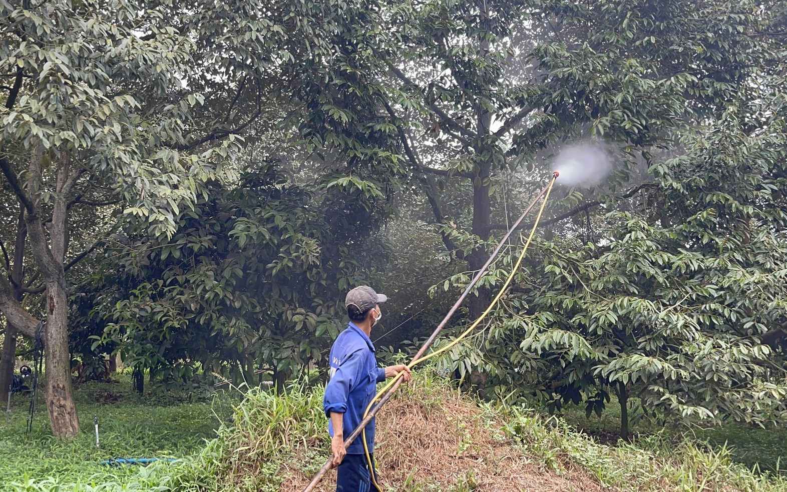 Bụi từ công trường sân bay Long Thành: Vườn sầu riêng, chôm chôm rụng đầy trái non