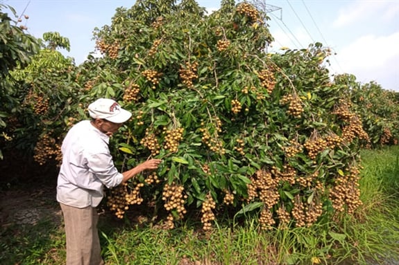 Vườn nhãn của ông nông dân Hậu Giang trồng kiểu gì mà cây nào nhìn cũng toàn thấy trái - Ảnh 1.