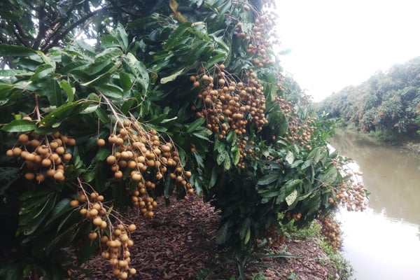 Vườn nhãn của ông nông dân Hậu Giang trồng kiểu gì mà cây nào nhìn cũng toàn thấy trái - Ảnh 2.