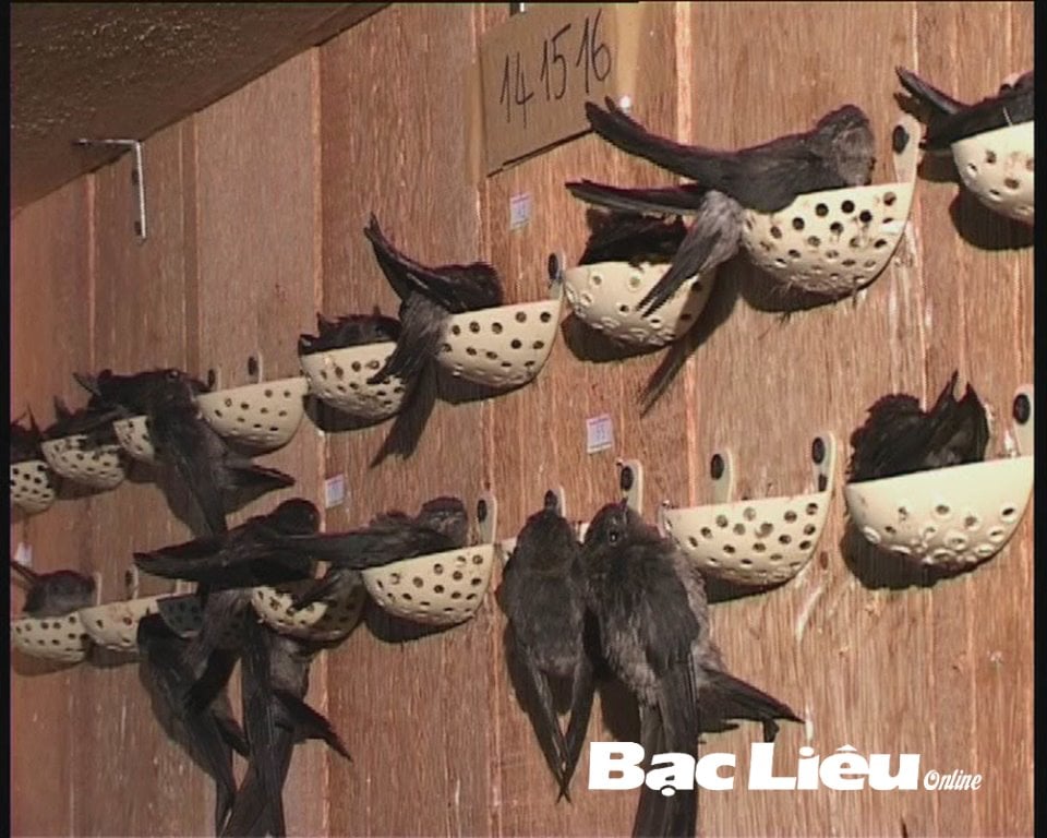 Bạc Liêu có &quot;mỏ vàng lộ thiên&quot; gì mà đang tính khai thác làm giàu? - Ảnh 1.