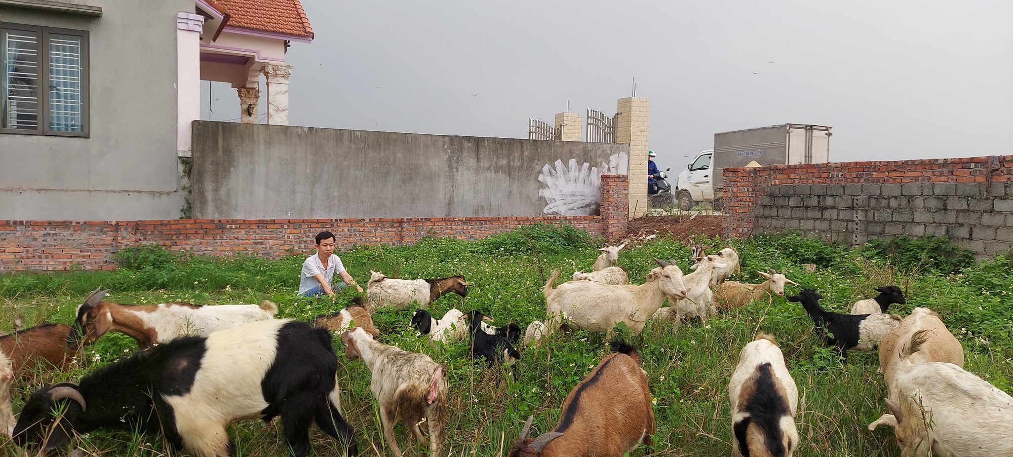 Nuôi con biết tìm cây chữa bệnh, thích ăn lá cây mọc hoang, nông dân Hải Phòng bỏ túi 100 triệu đồng/năm - Ảnh 4.