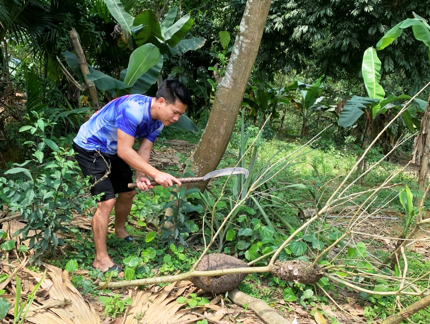 Quảng Bình: Kiếm “lộc trời” từ các cành cây, bụi rậm để đưa về chế biến đặc sản, mang ra ngoài chợ bán giá cao - Ảnh 1.