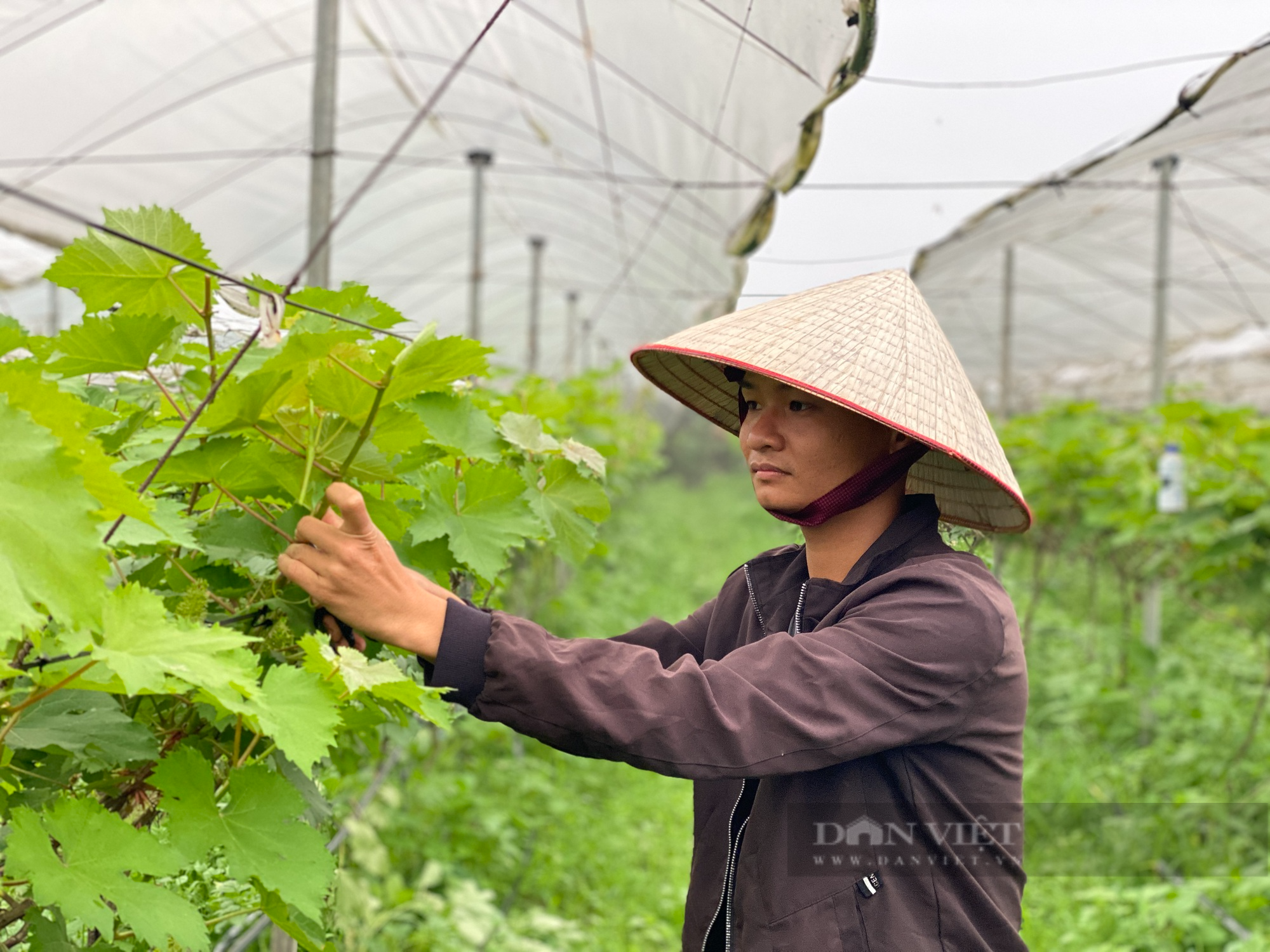 Bỏ phố về làng, 9x Thủ đô làm giàu từ nông nghiệp sạch - Ảnh 2.