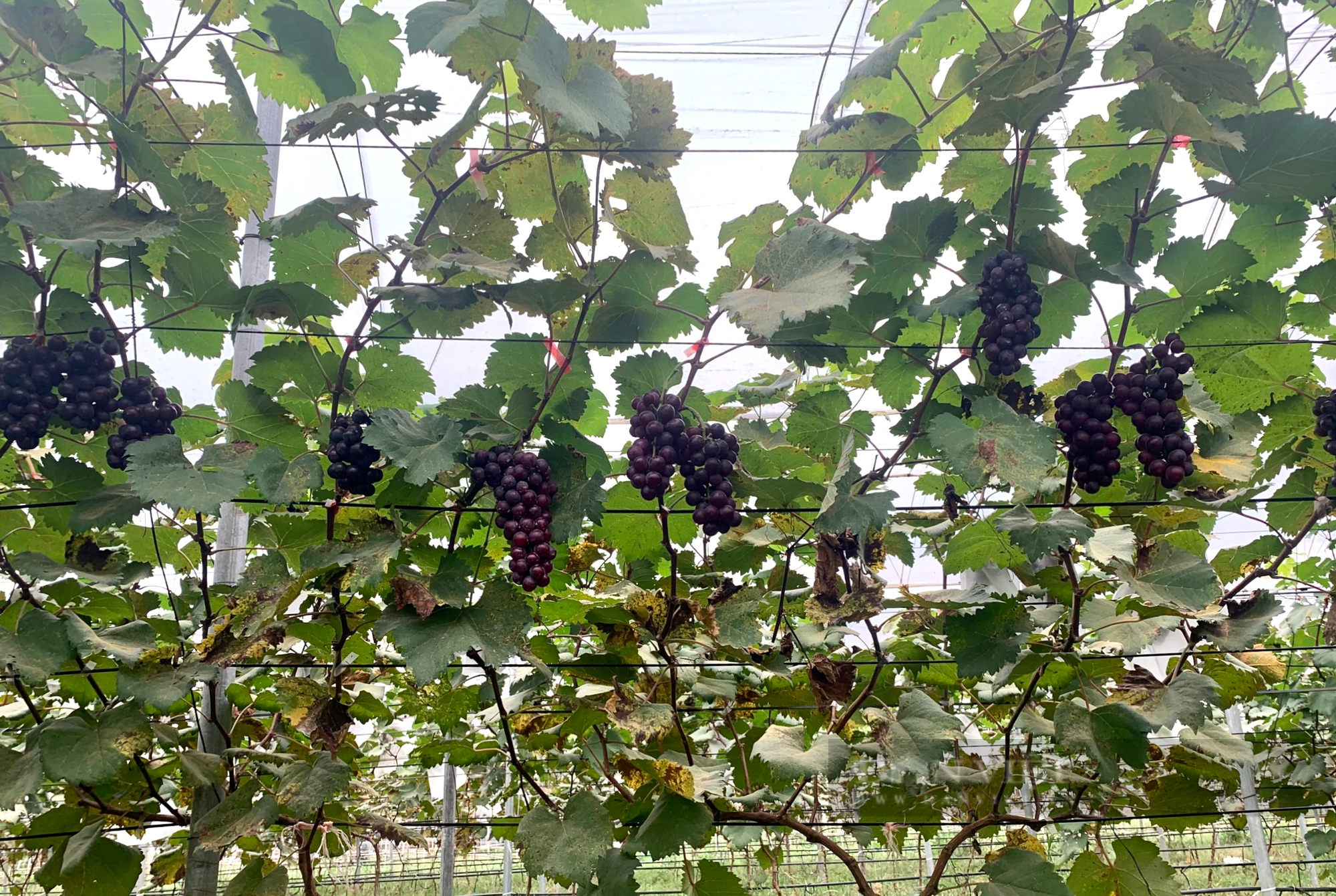 Bỏ phố về làng, 9x Thủ đô làm giàu từ nông nghiệp sạch - Ảnh 4.