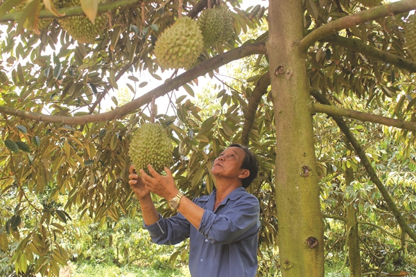 &quot;Tam đấu&quot; sầu riêng: Việt - Thái - Philippines - Ảnh 6.