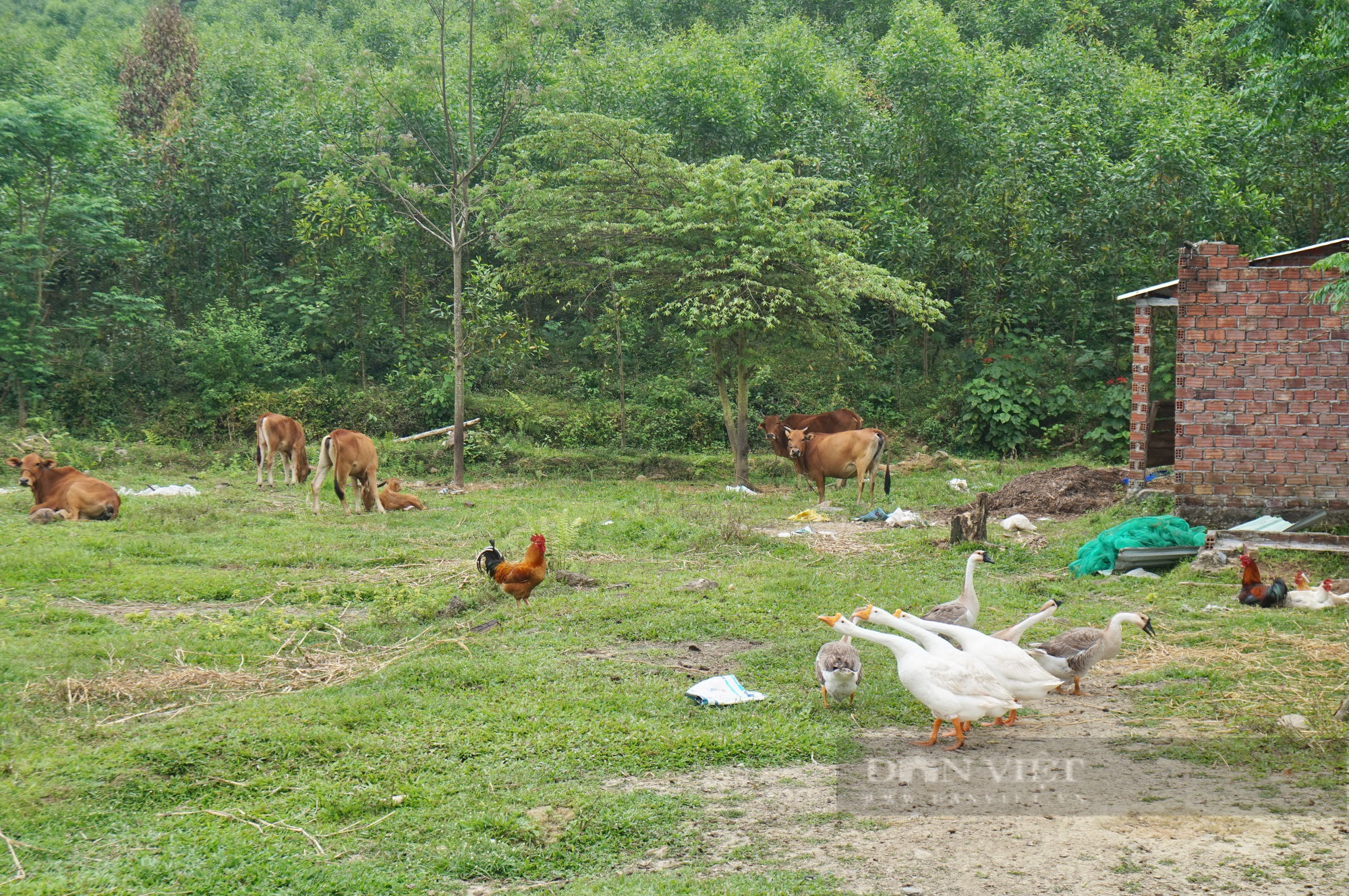 Vượt qua quá khứ lầm lỡ, vợ chồng nông dân Quảng Nam làm giàu trên mảnh đất khô cằn - Ảnh 6.