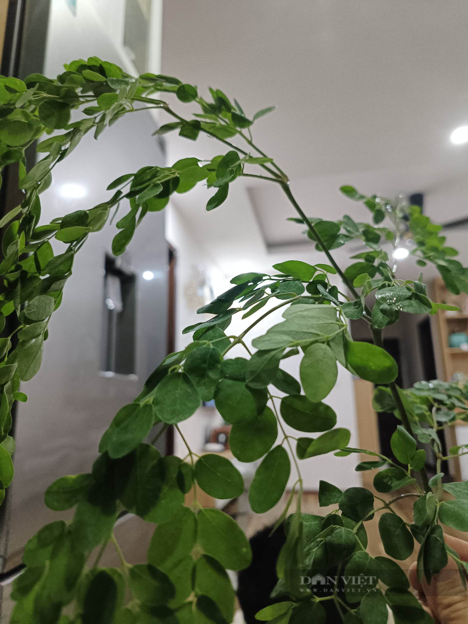 Loại rau bổ ngang bổ dọc, tốt cho người bị gout và xương khớp, trồng được cả ở nơi đất xấu cằn cỗi - Ảnh 4.