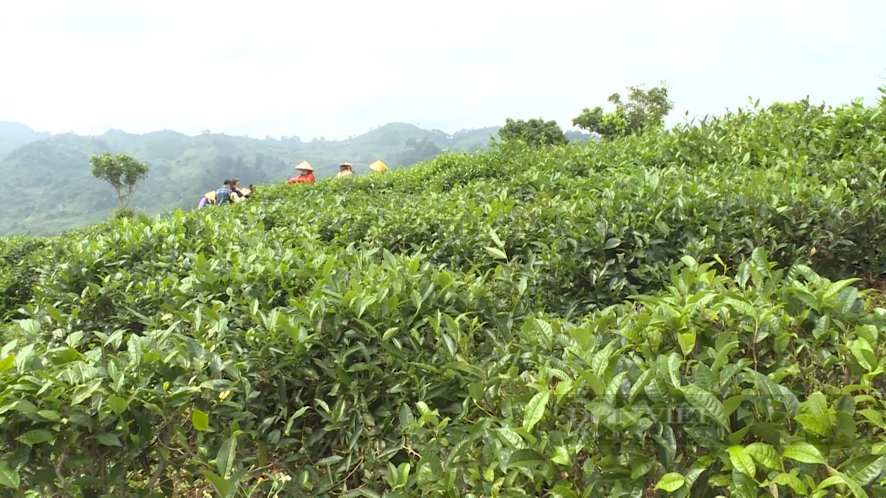 Hợp tác xã chè Tân Lập cùng nông dân làm giàu - Ảnh 2.