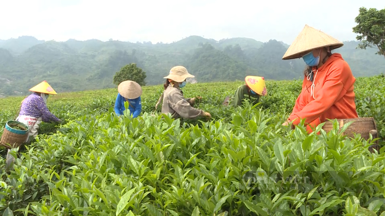 Hợp tác xã chè Tân Lập cùng nông dân làm giàu - Ảnh 3.