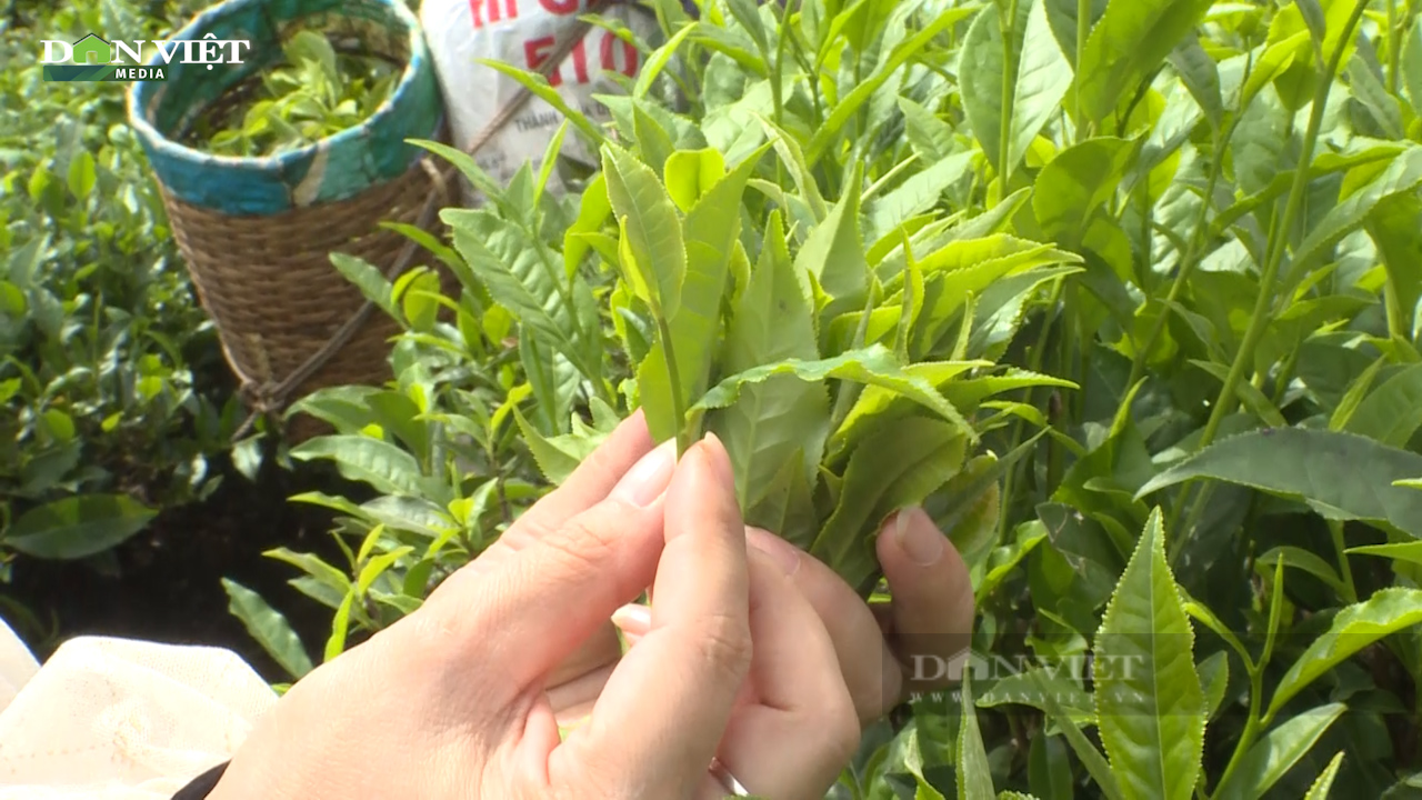 Hợp tác xã chè Tân Lập cùng nông dân làm giàu - Ảnh 4.