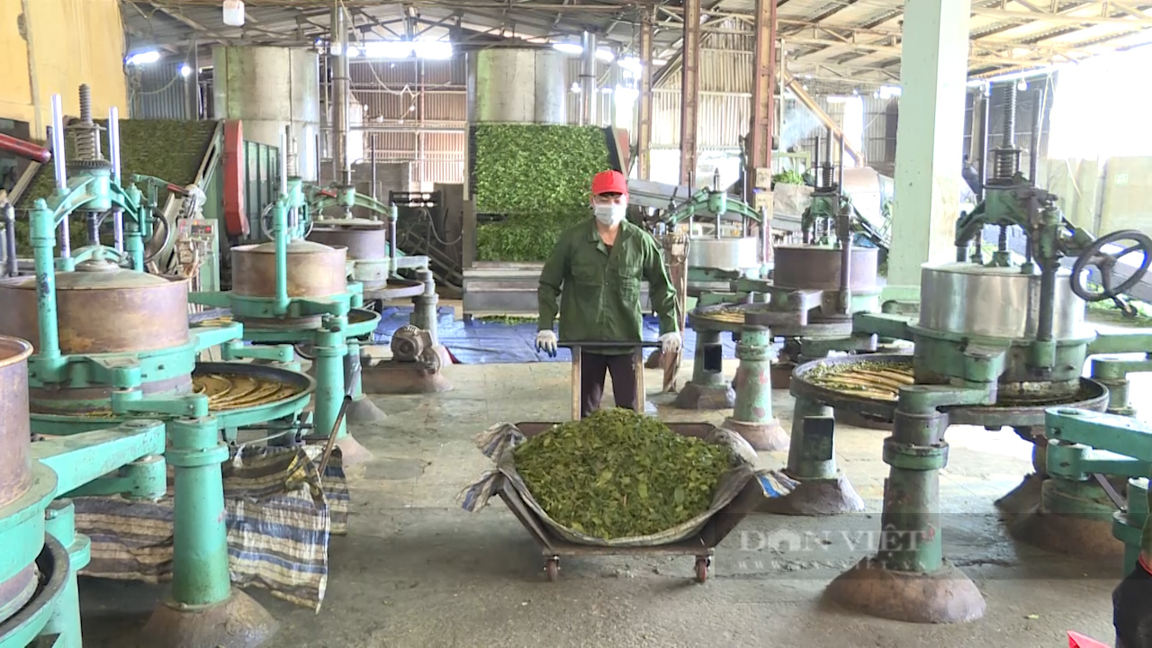 Hợp tác xã chè Tân Lập cùng nông dân làm giàu - Ảnh 6.