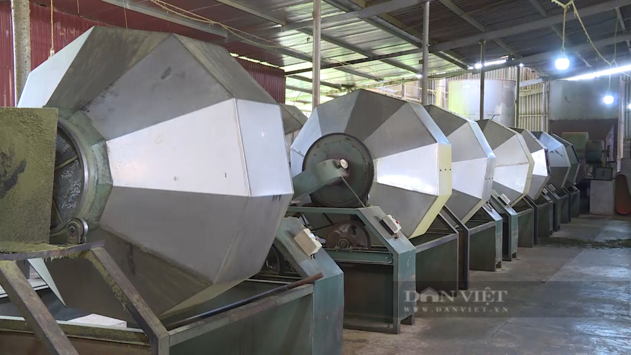 Hợp tác xã chè Tân Lập cùng nông dân làm giàu - Ảnh 7.