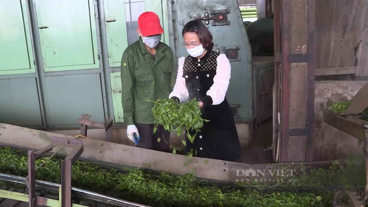 Hợp tác xã chè Tân Lập cùng nông dân làm giàu - Ảnh 8.