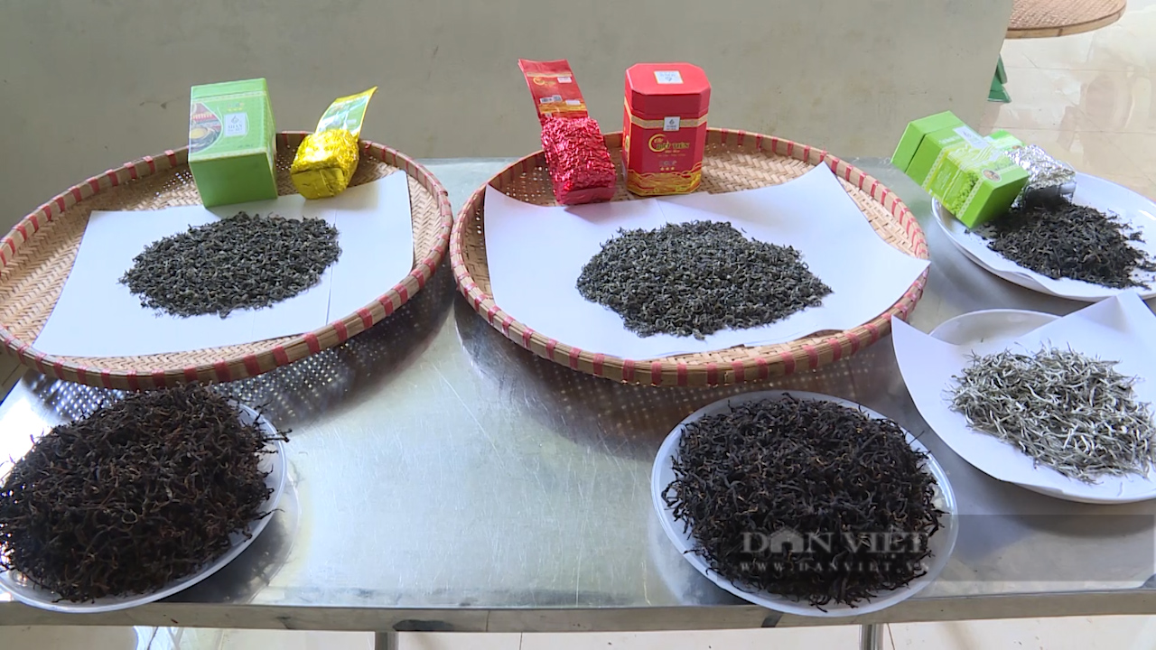Hợp tác xã chè Tân Lập cùng nông dân làm giàu - Ảnh 9.