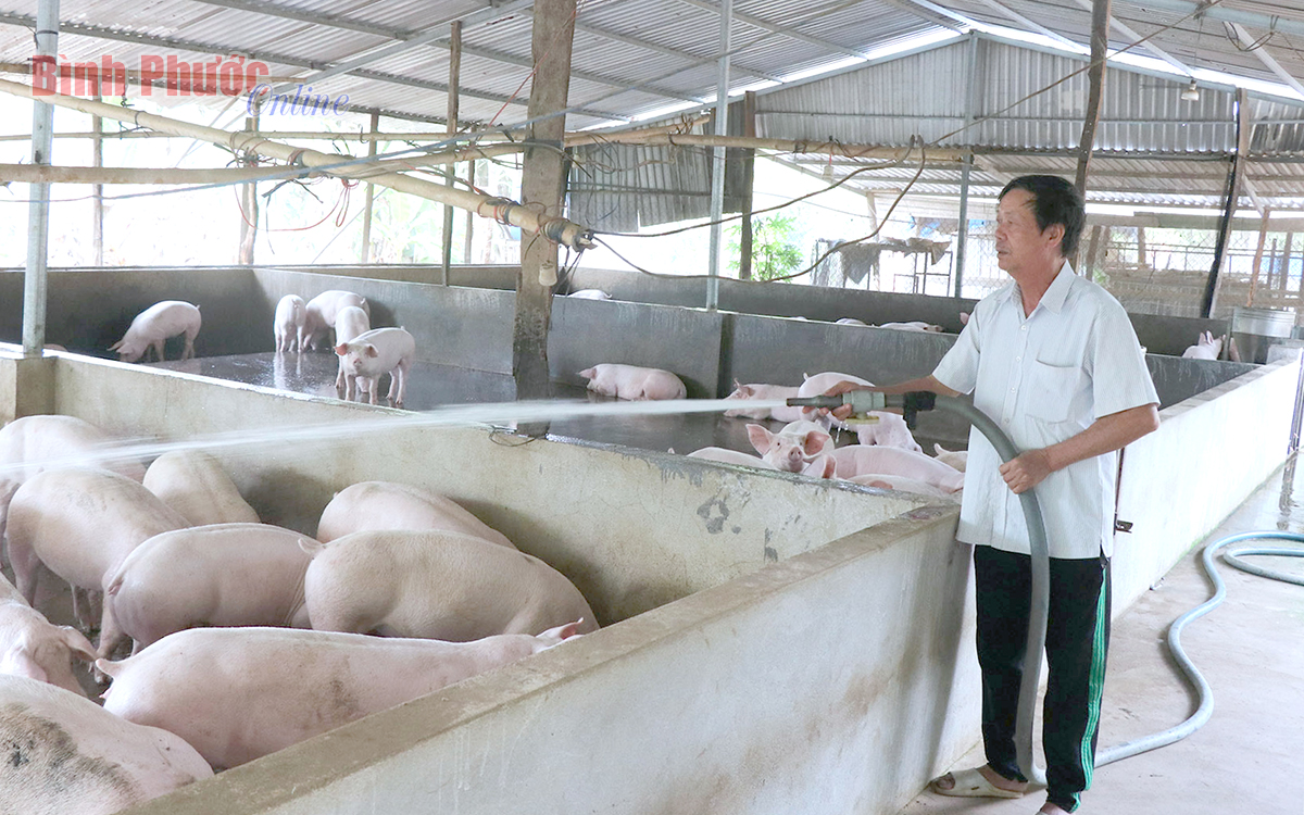 Nuôi heo ở Bình Phước thời &quot;bão giá&quot;, người nghĩ đủ cách &quot;cầm cự&quot;, kẻ bỏ &quot;cuộc chơi&quot; - Ảnh 2.