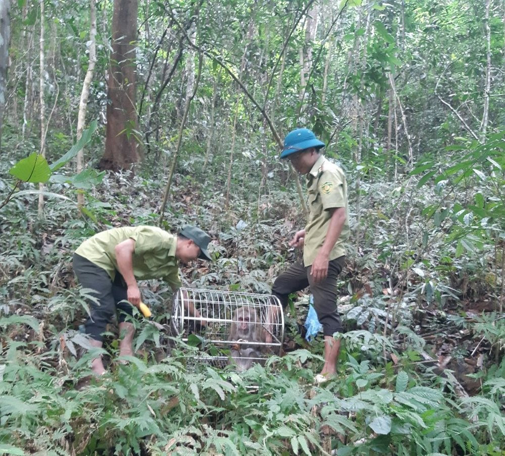 Điện Biên: Ngăn chặn đưa đặc sản thú rừng lên bàn nhậu. - Ảnh 3.