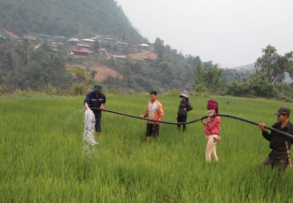 Nắng nóng, nhiều diện tích lúa và hoa màu ở Điện Biên bị &quot;chết cháy&quot; - Ảnh 2.