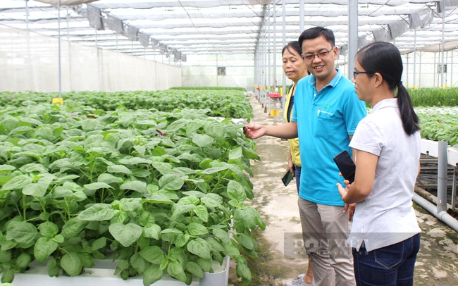 Những hợp tác xã liên kết làm ăn lớn - Ảnh 1.