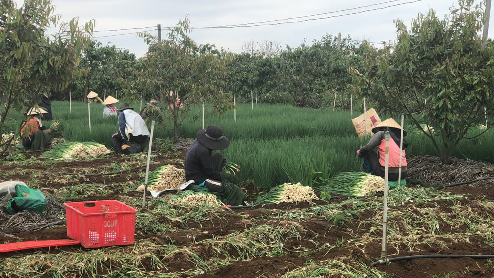 Chuyện lạ Lâm Đồng, ở nơi này, một ông nông dân trồng rau để &quot;nuôi cây tiền tỷ&quot; - Ảnh 1.