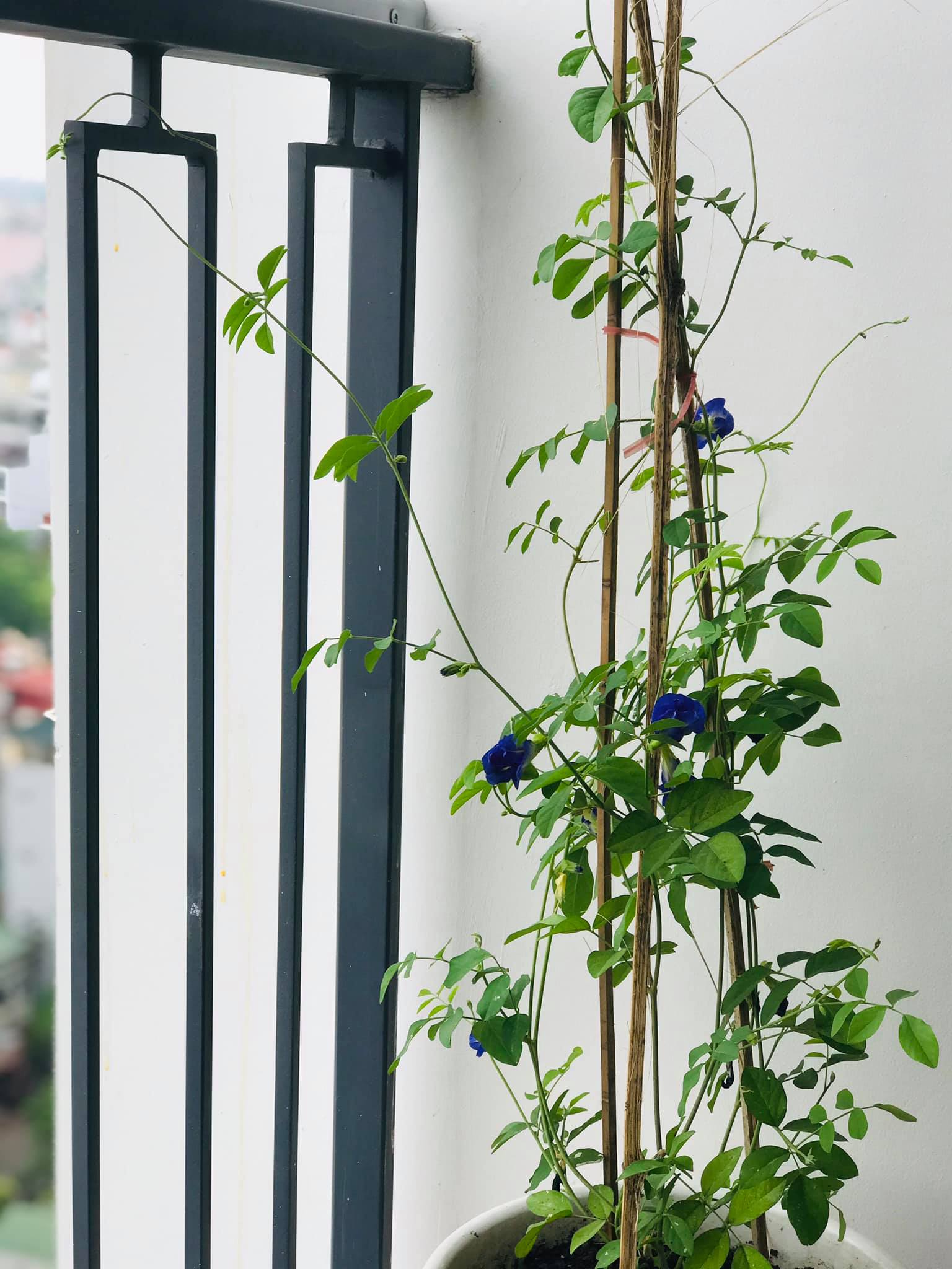 Mách bạn cách làm chè khúc bạch hoa đậu biếc mát lạnh cho mùa hè - Ảnh 2.
