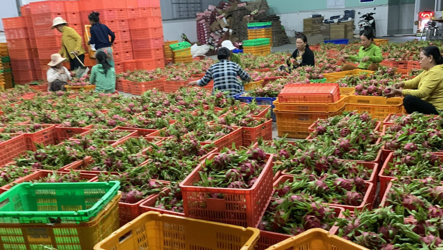 Thanh long Bình Thuận giá đang hấp dẫn, sản lượng có khoảng 30.000-35.000 tấn phục vụ cho thị trường 30/4 và 1/5 - Ảnh 2.