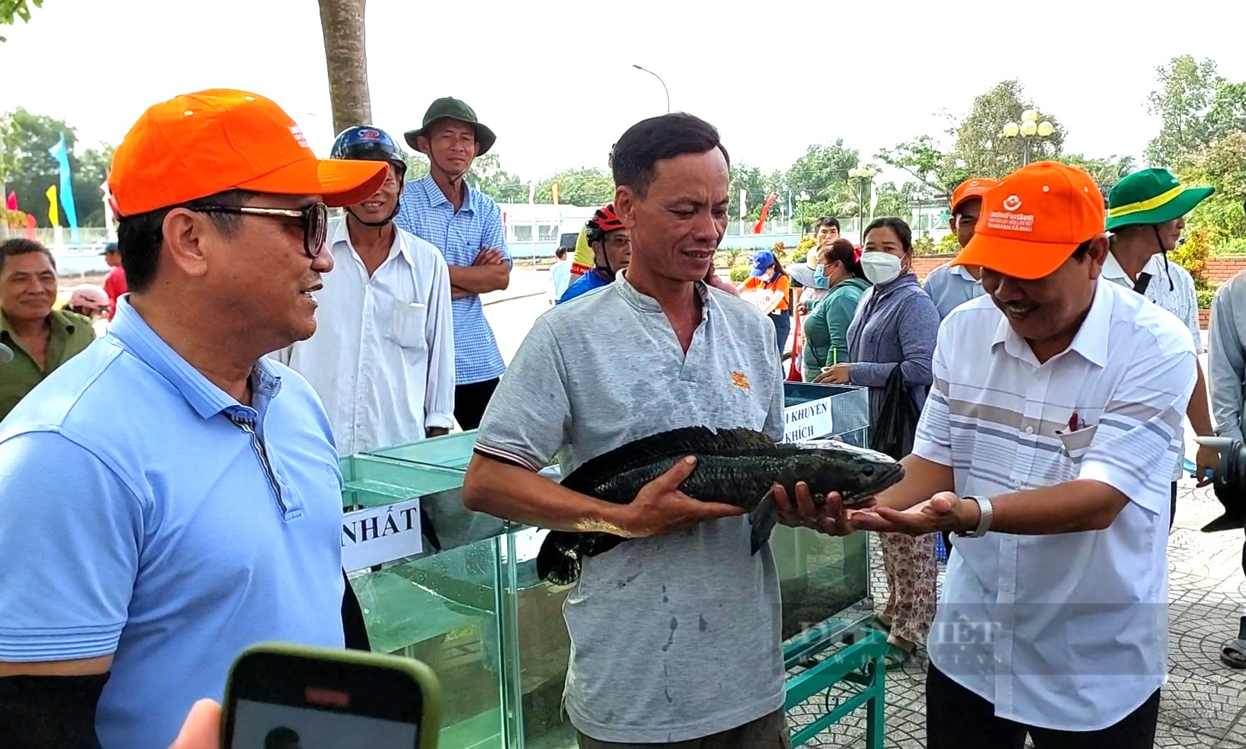 Con cá lóc đồng to nhất nặng gần 3kg - Ảnh 4.