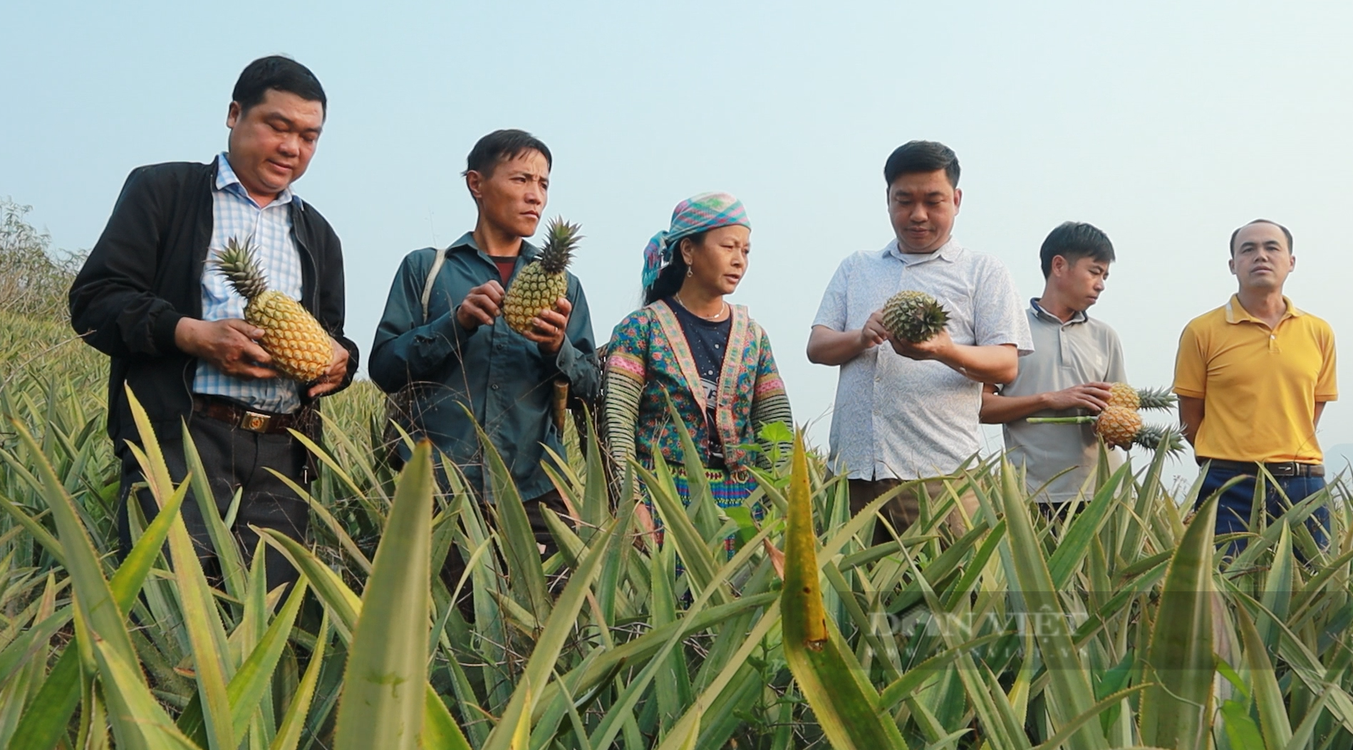 Trồng cây quả chín vàng tươi, hương thơm lan khắp núi rừng, nông dân Nậm Nhùn có sinh kế mới - Ảnh 3.